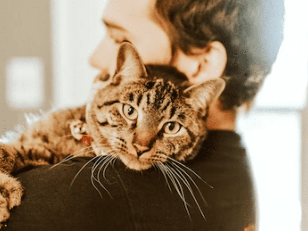 Do cats feel empathy and appear during times of sadness?