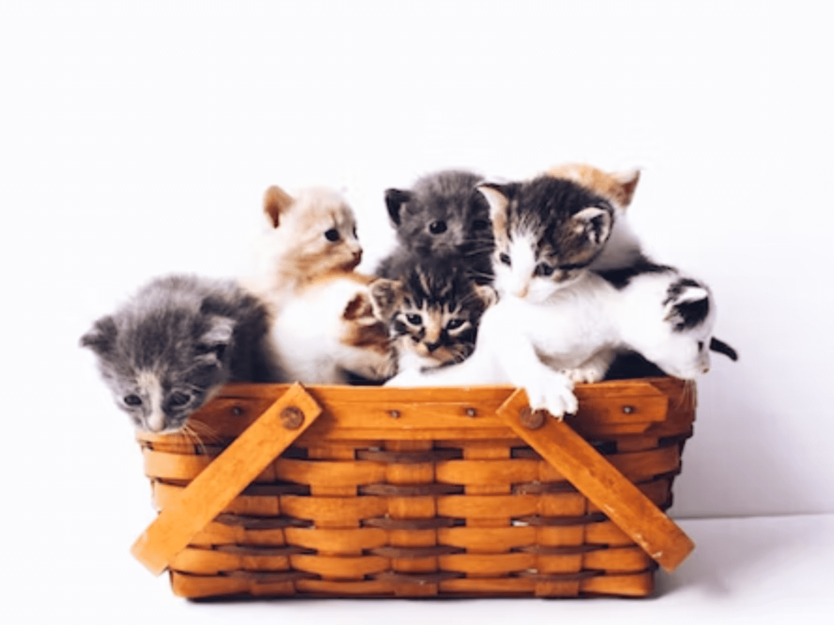 17 Small Cat Breeds: Cat Sizes and Personality Traits