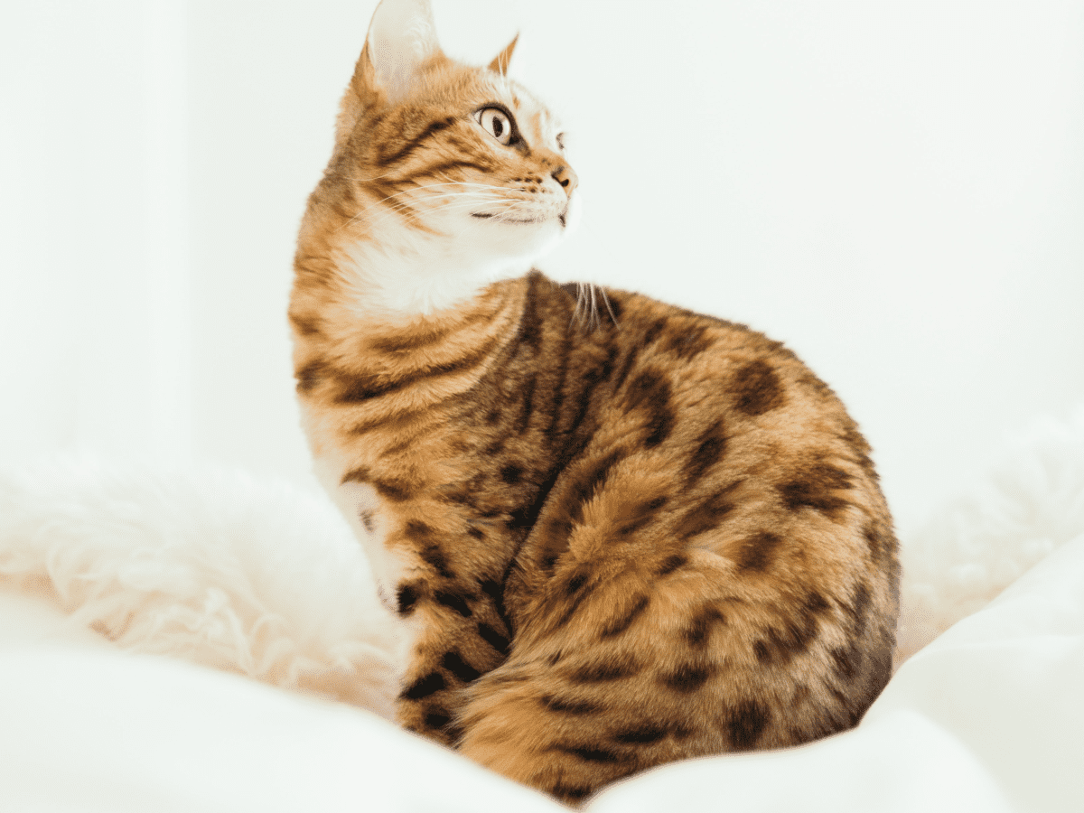 what is the normal price for a bengal cat?