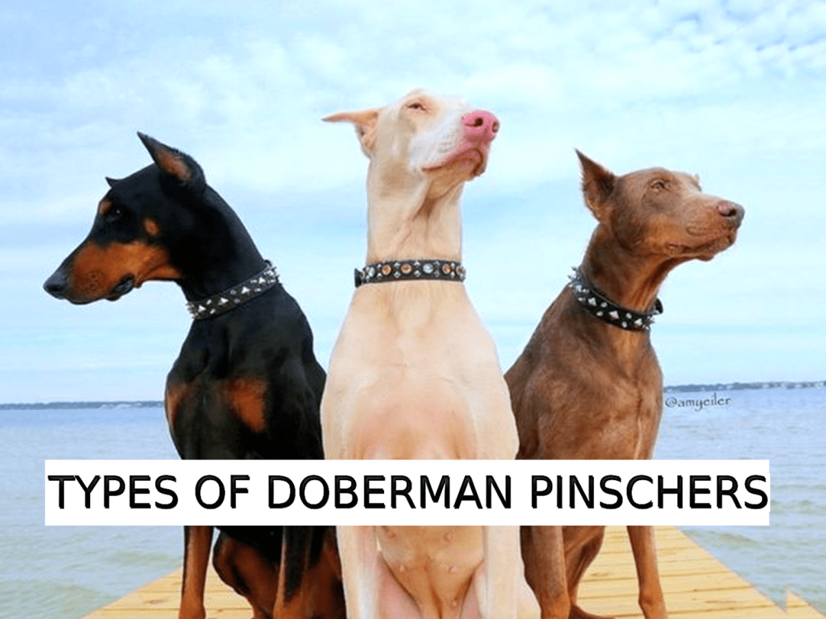 Types of Doberman Pinschers: Dog Breed Information - HubPages