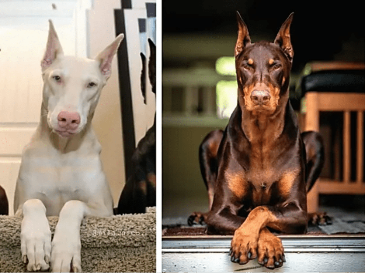 Breed Information And Types Of Doberman Pinschers 47 OFF