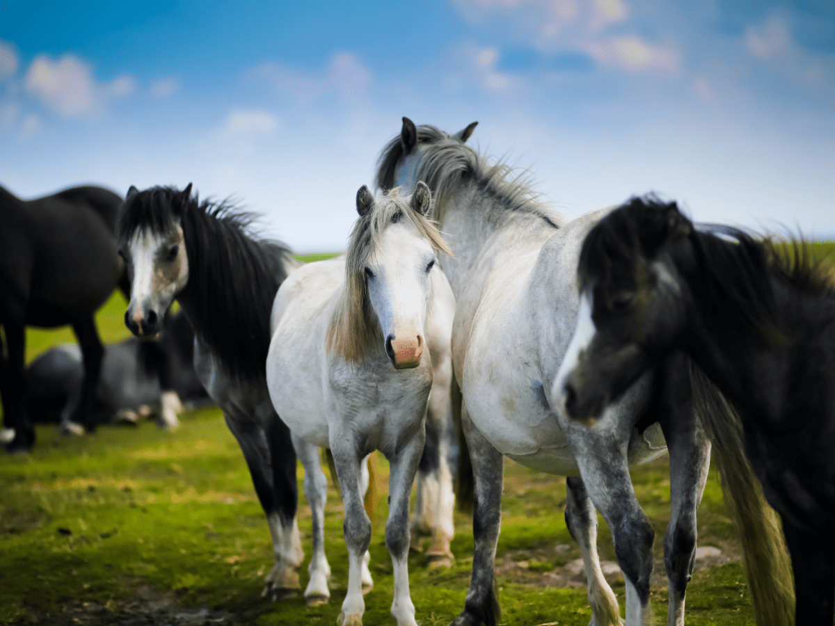 Social Behaviors of Wild and Domestic Horses - PetHelpful