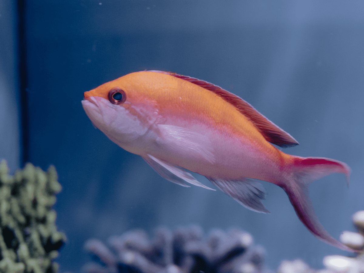 Plants for Fish Tanks: Fake or Live? - PetHelpful