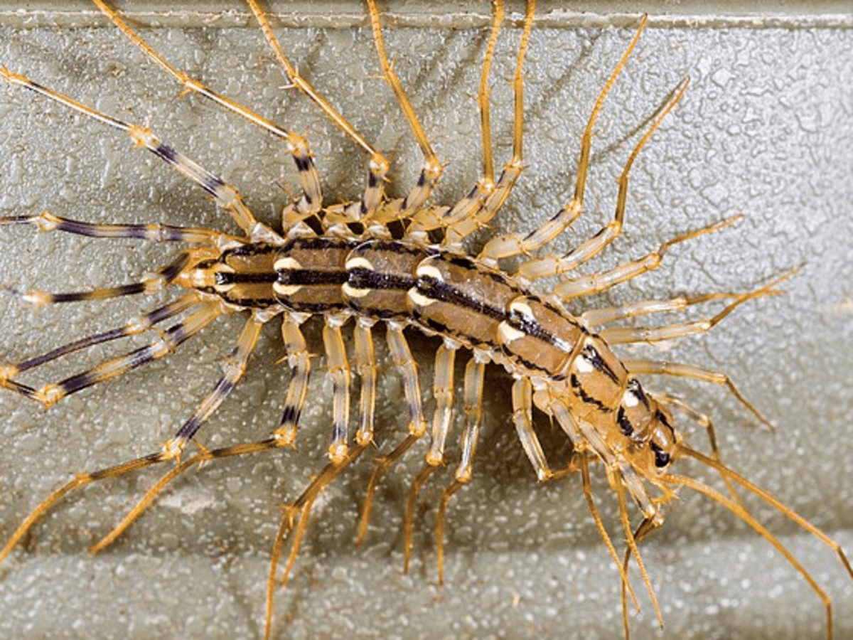 A living hair louse and egg on human hair Stock Photo  Alamy