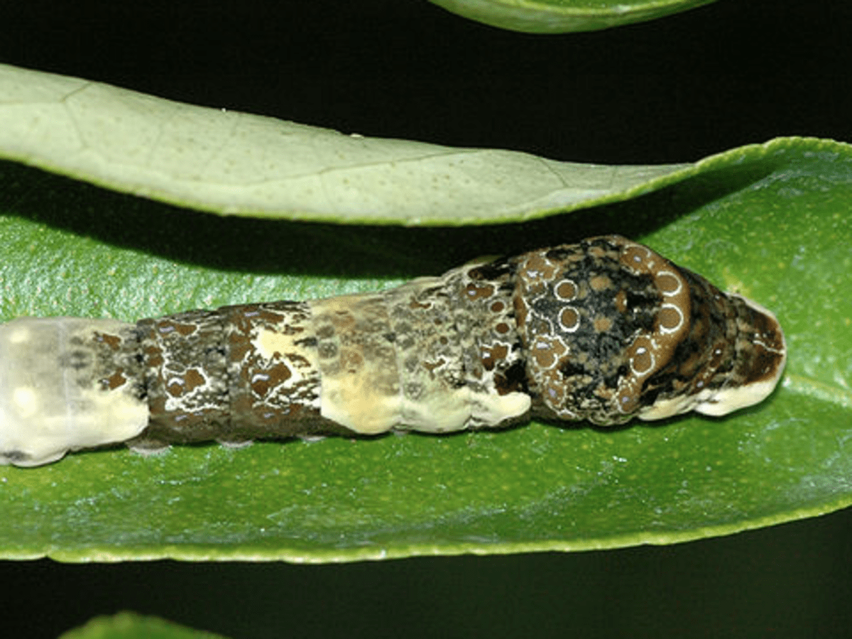 giant brown caterpillar