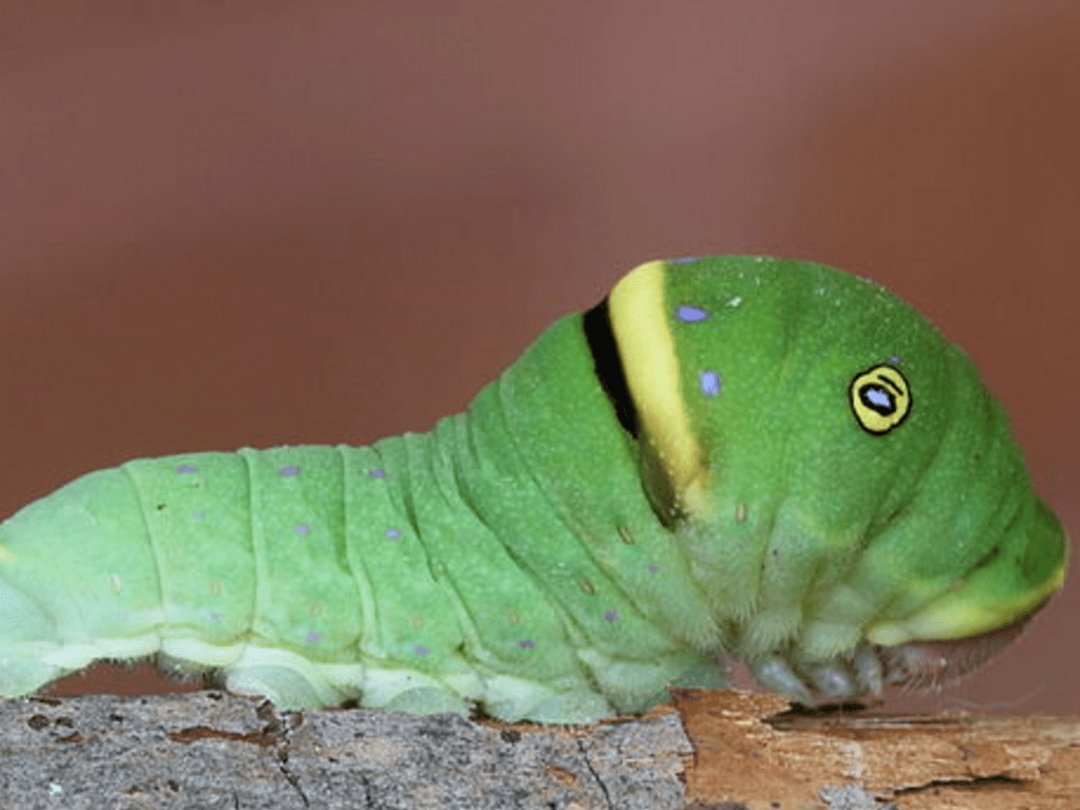Caterpillar Green Shades & Butterfly Alligator Clips - ivory & birch