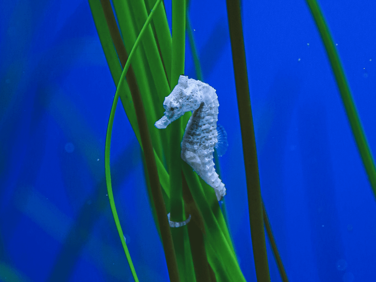 Facts About Seahorses and How to Care for Them - PetHelpful