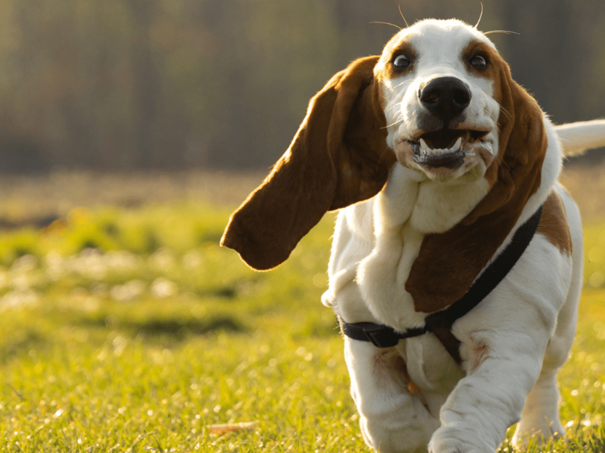 Hoeveelheid geld ding hongersnood Basset Hounds: A Comprehensive Guide for New Dog Owners - PetHelpful