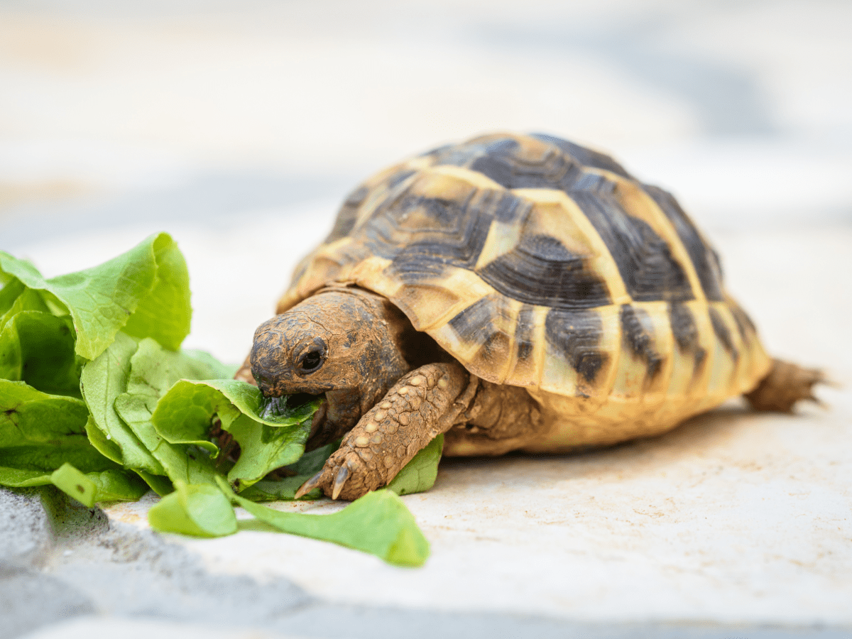 The 12 Best Small and Tiny Turtles to Keep as Pets - A-Z Animals
