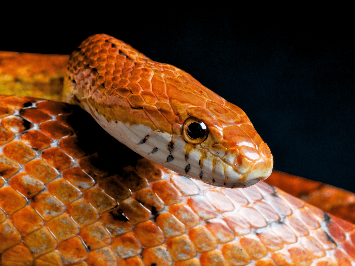 How to Care for Pet Corn Snakes: Tanks, Food, Shedding and More - PetHelpful