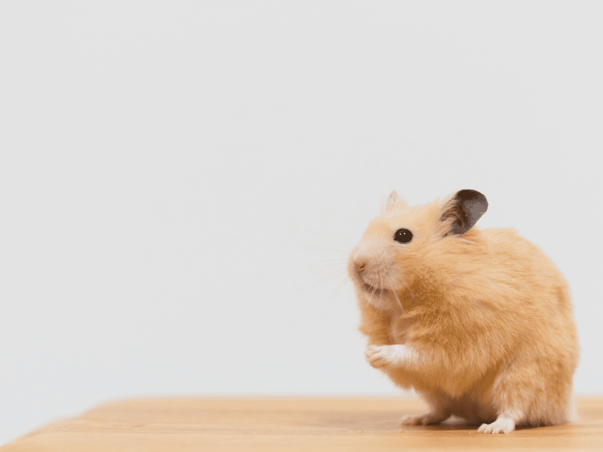 My Hamster Has a Lump: Signs of an Abscess - PetHelpful