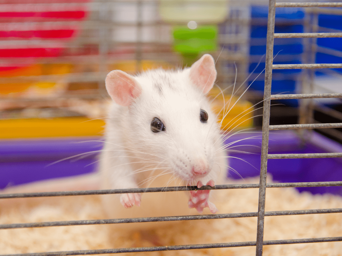 6 Things You Need to Have in Your Rat Cage - PetHelpful