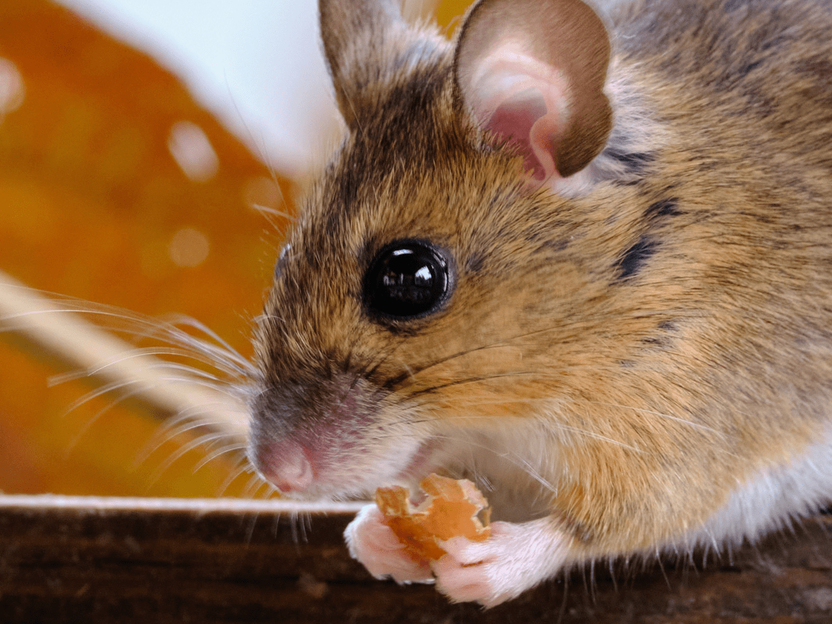 Health Problems in Pet Mice - PetHelpful