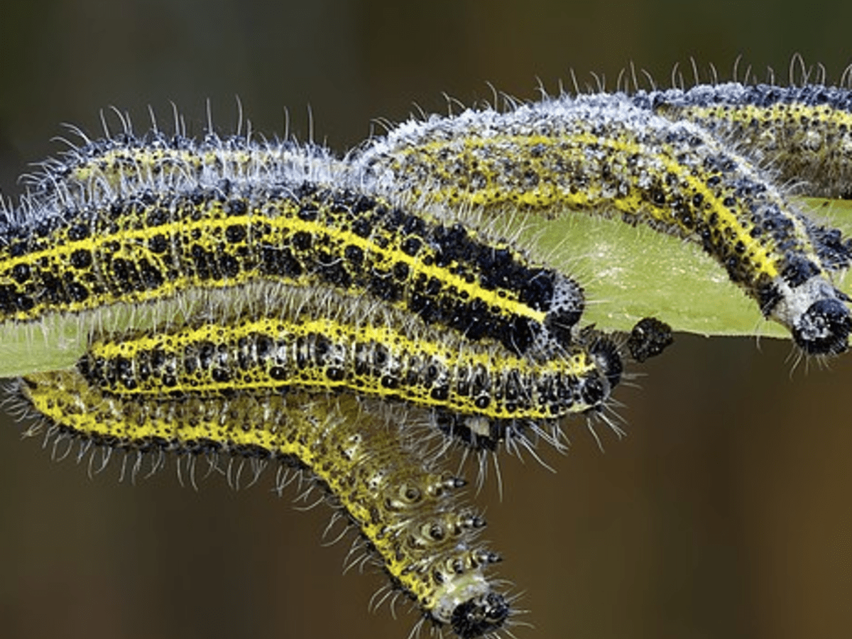 Caterpillar Basics: Answers to Commonly Asked Questions About ...