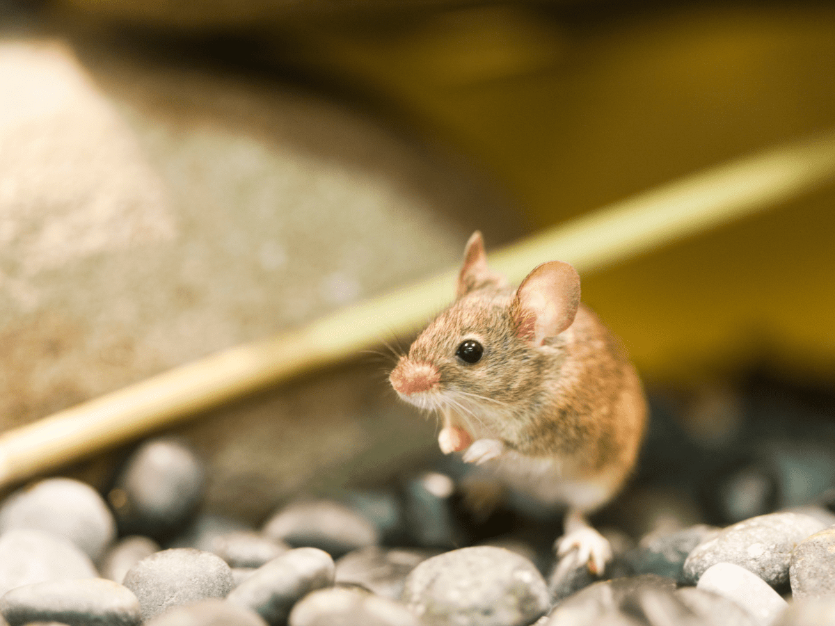 How Do You Kill Mice Without Them Smelling? - Affordable