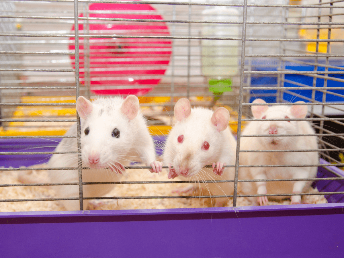 Mischief Managed  Rat cage, Rat cage accessories, Rat cage diy