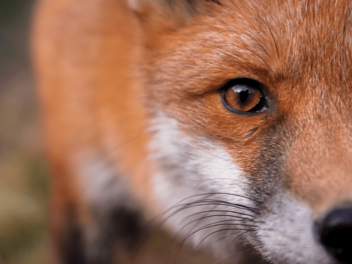 How to Take Care of a Pet Fox - PetHelpful