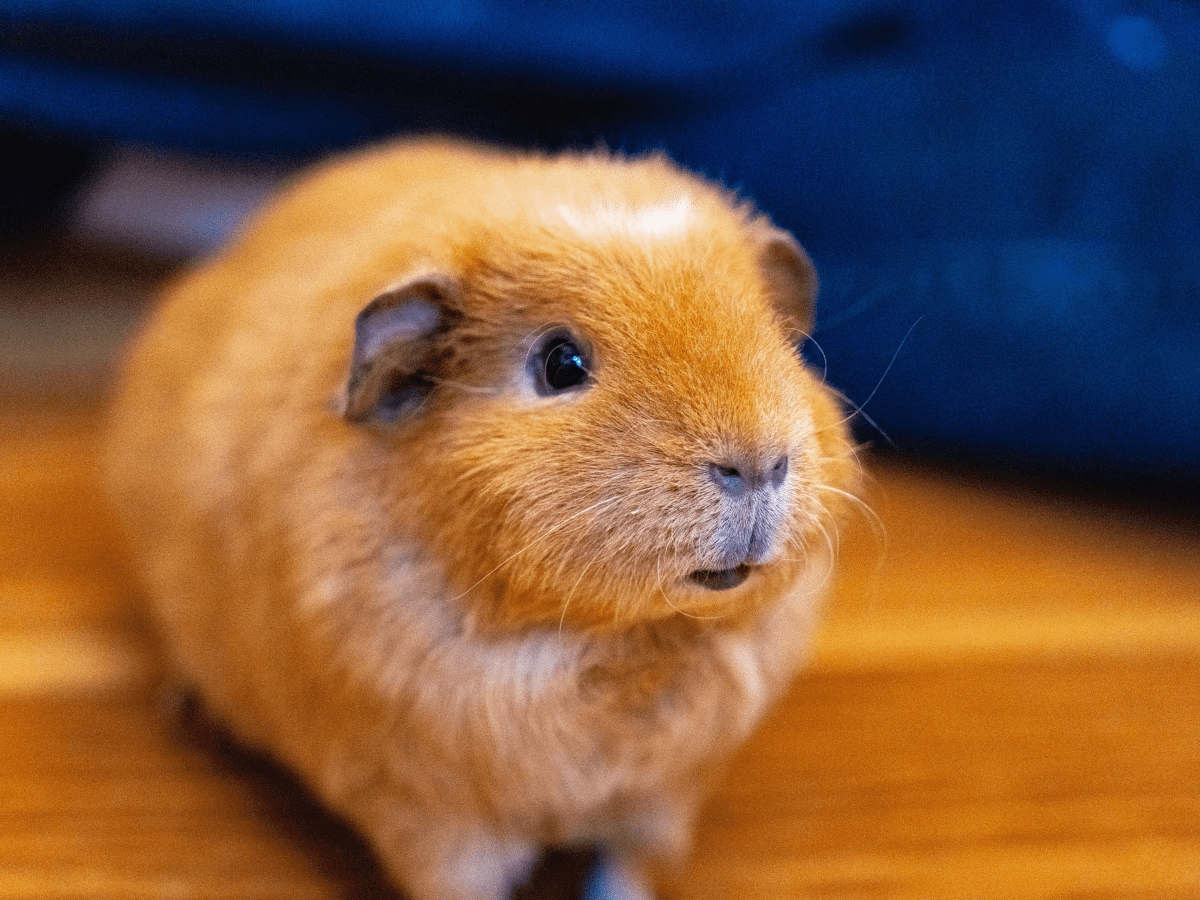 Hamster Lifespan