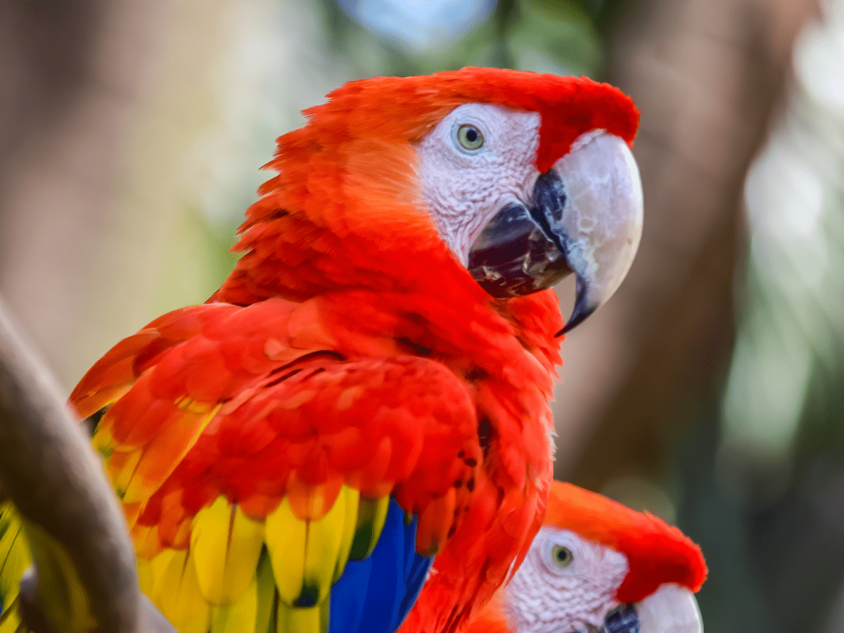 Macaw - Petcare Mag
