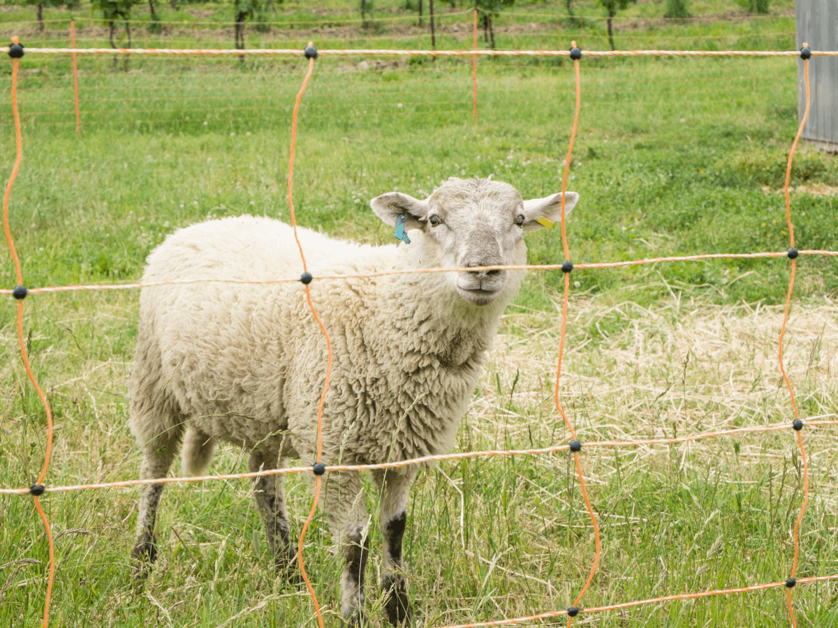 Rotational Grazing With Portable Electric Net Fences - PetHelpful