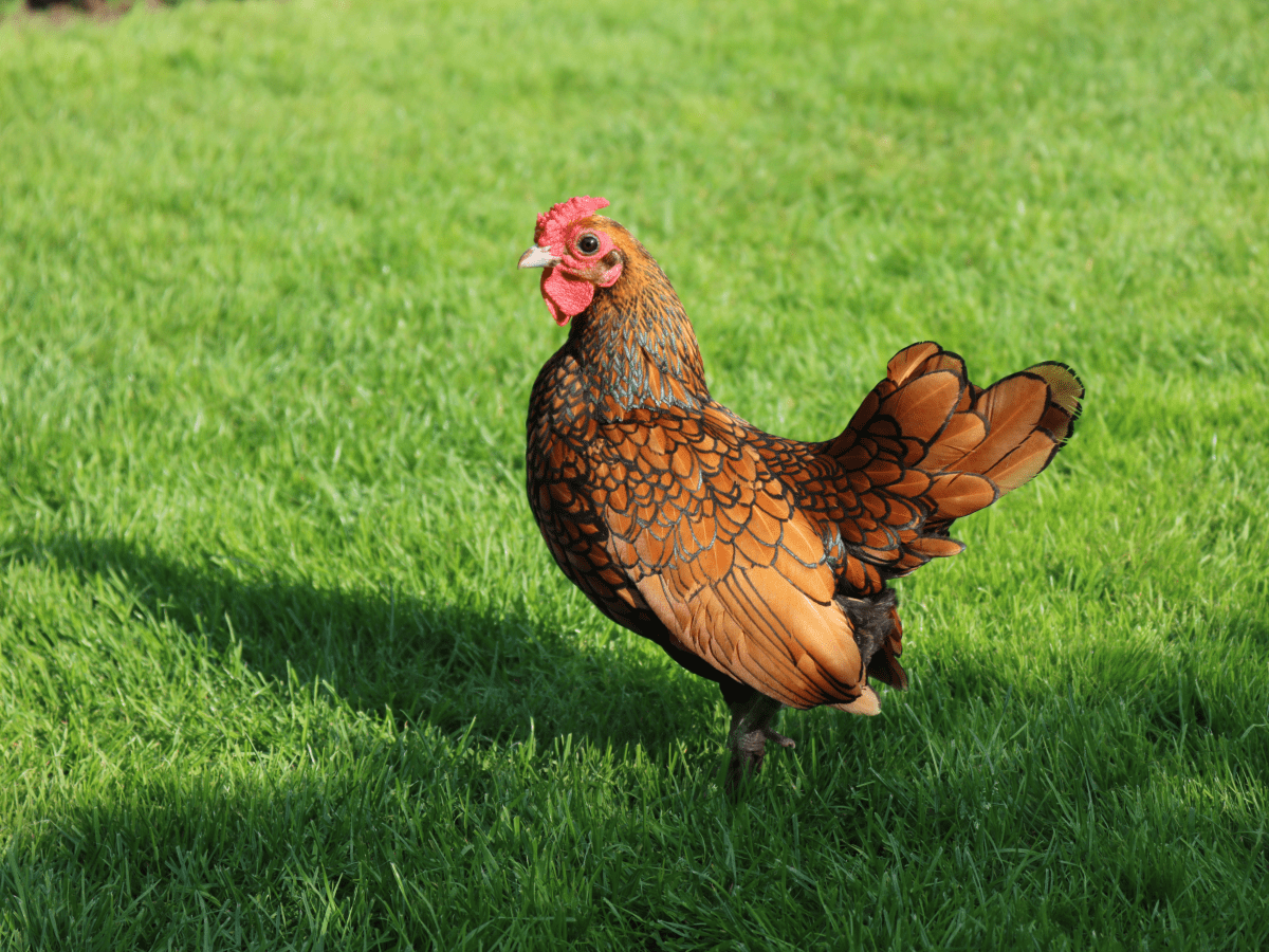 Top 10 Prettiest Chicken Breeds - PetHelpful