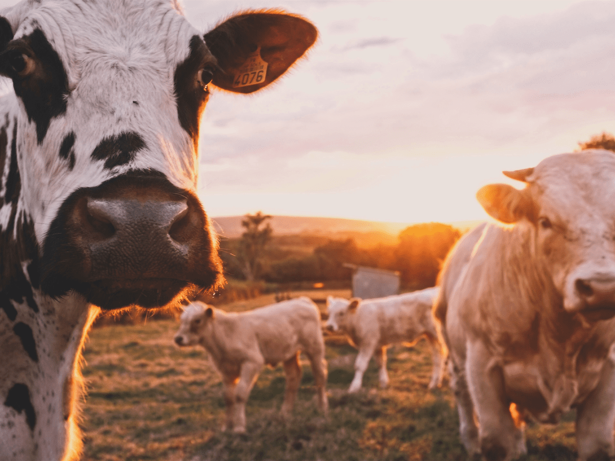 Bulk Mini Cattle Registration - Register Multiple Mini Cows