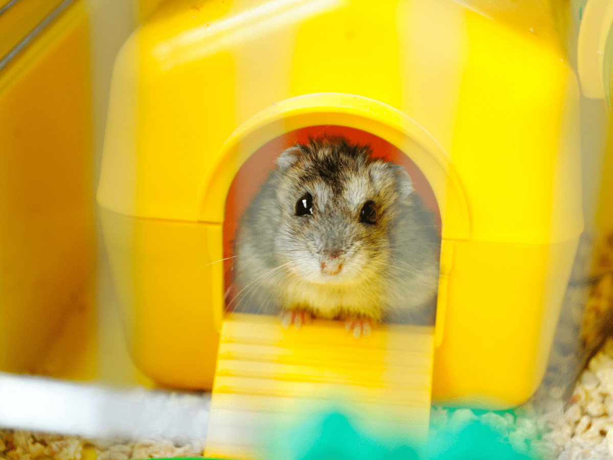Syrian Hamster Lifespan: How Long Do Syrian Hamsters Live? - A-Z Animals