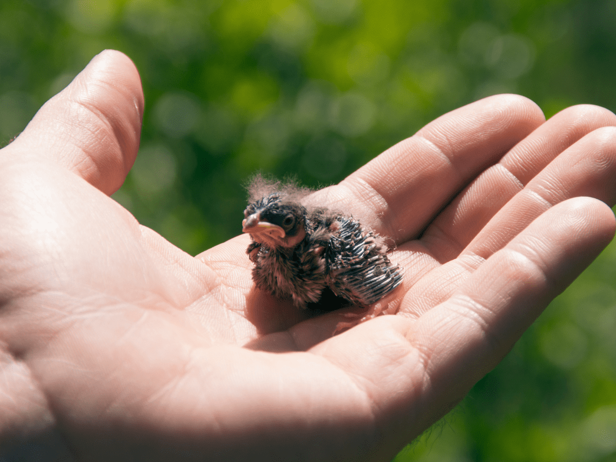 HOW AND WHEN TO TAKE A BABY BIRD UNDER YOUR WING - Wildlife Watch