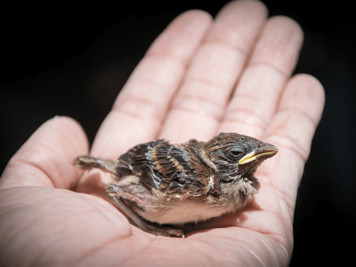 What to Do If You Find a Baby Bird on the Ground - PetHelpful