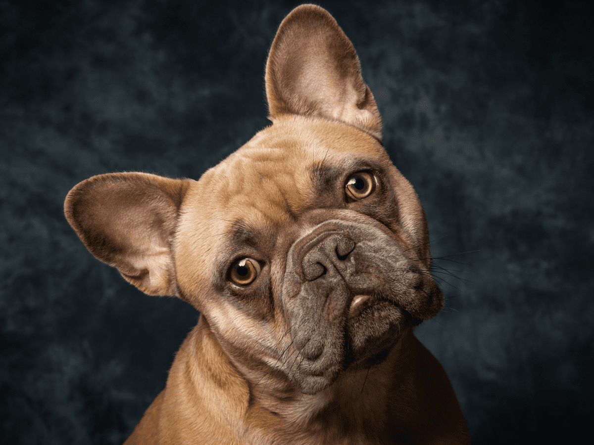 French Bulldog Gifts | French Dog Keychain | Frenchies Bulldog World 2