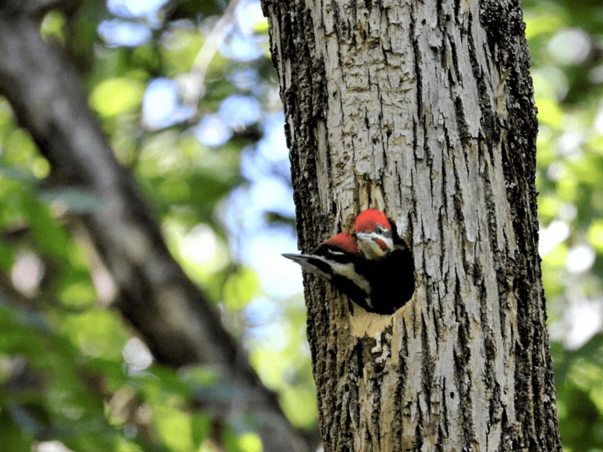 woodpecker bird nest