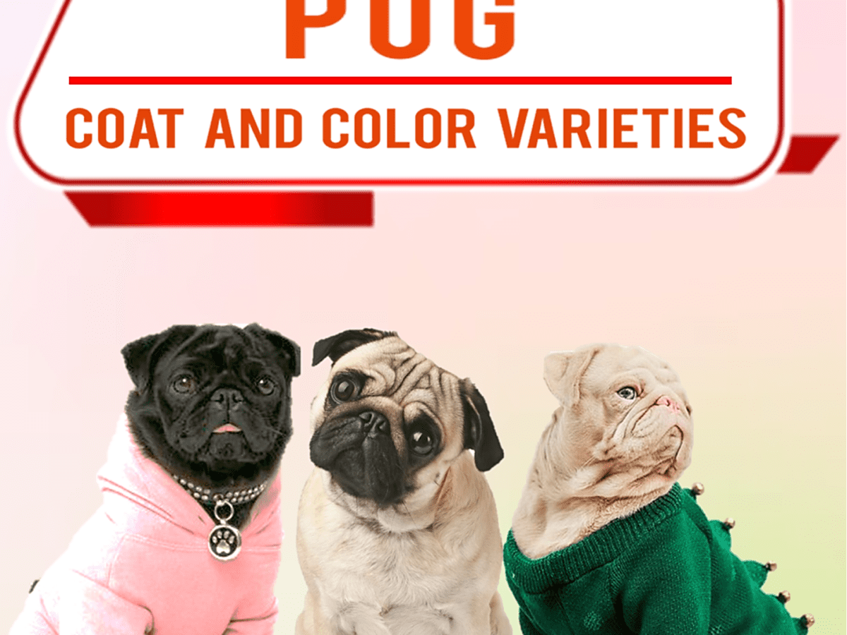 Color Swatch Pug - Color swatch pug