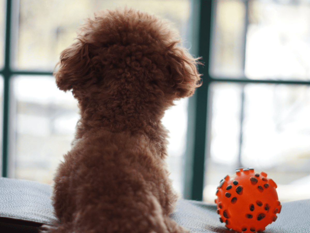 Separation Anxiety in Puppies: All You Need to Know - PetHelpful