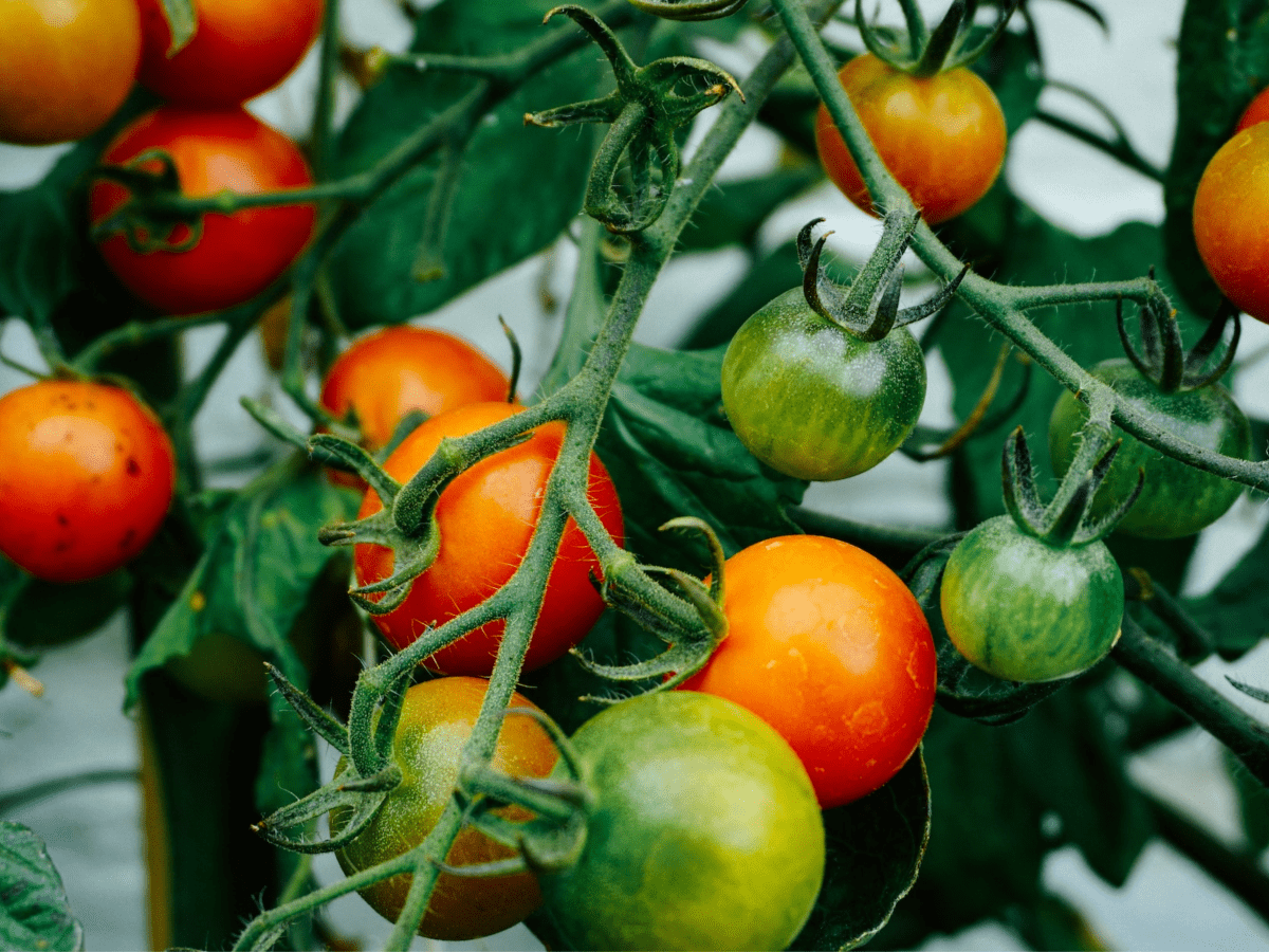 A Beginner's Guide to Growing Tomato Plants - Dengarden