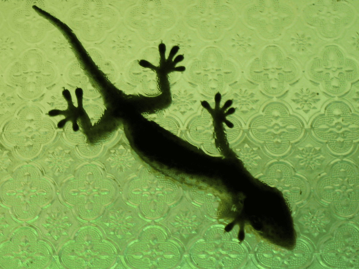 Close up shot : Tokay Gecko (Gekko gecko) on glue trap. Stock Photo