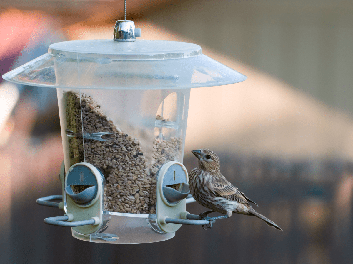 Here's What to Feed Your Summer Bird Feeder Visitors