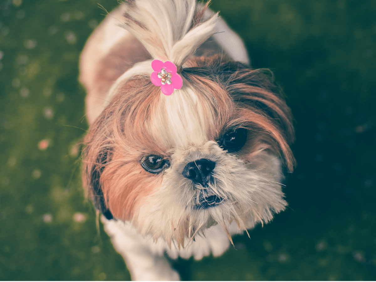 Top 5 Toys for Shih Tzus  The Dog People by