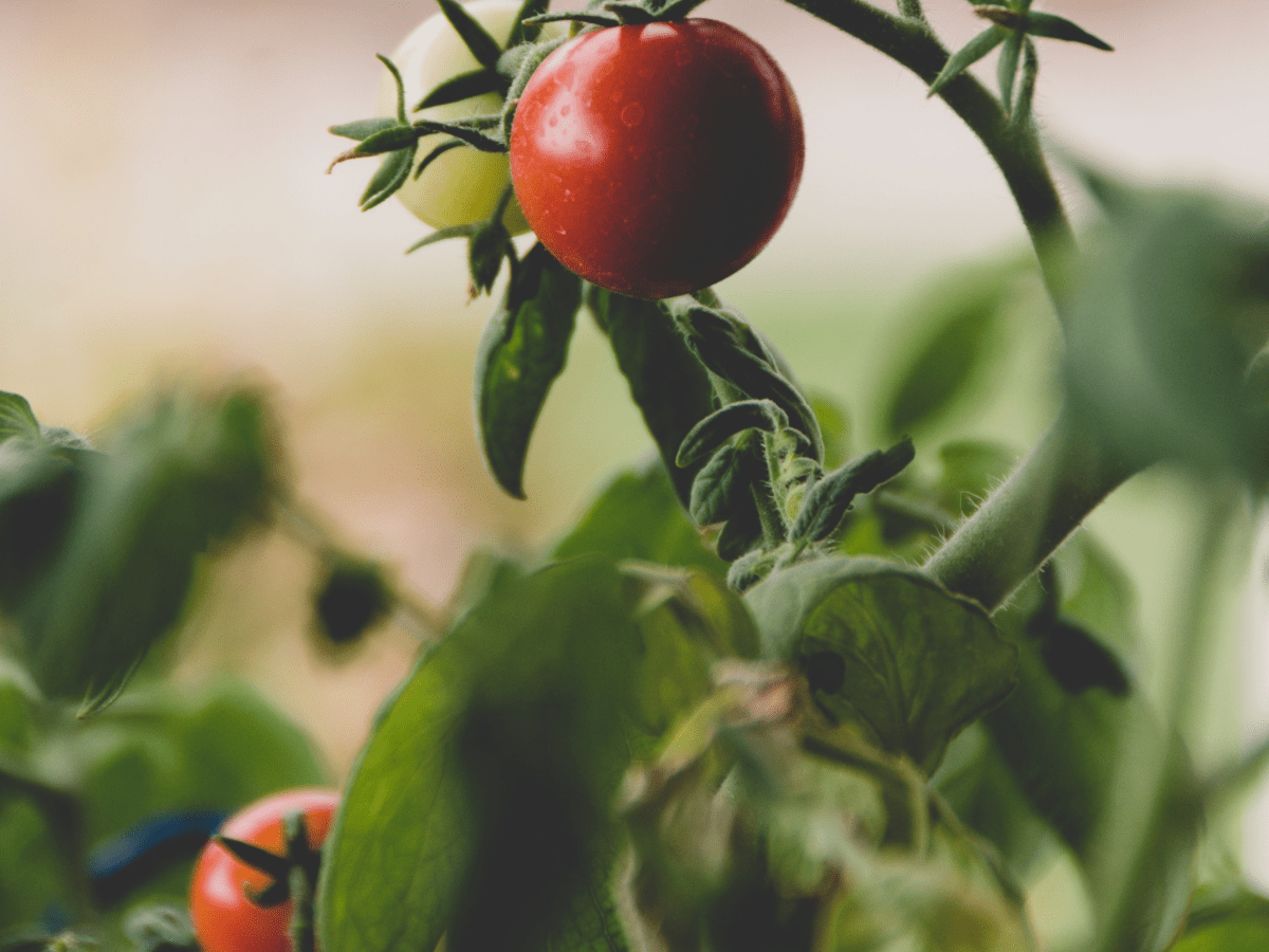 A Beginner's Guide to Growing Tomato Plants - Dengarden