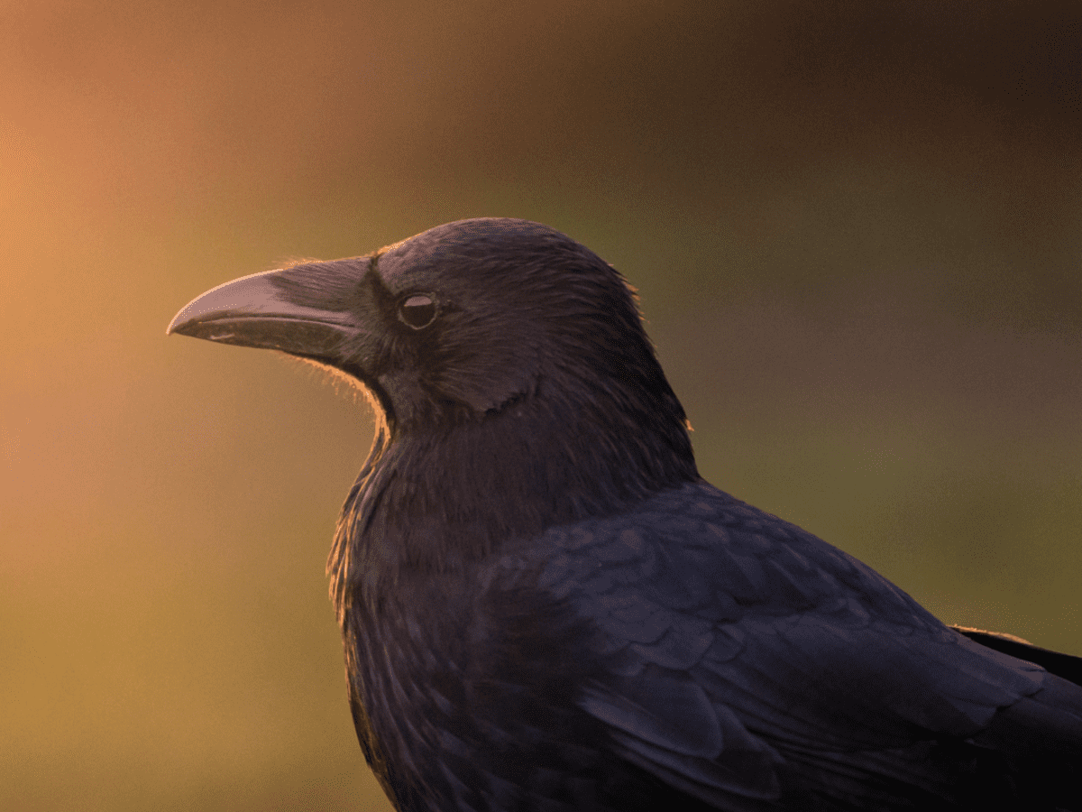 Vancouver photographer's video of ravens playing like puppies in