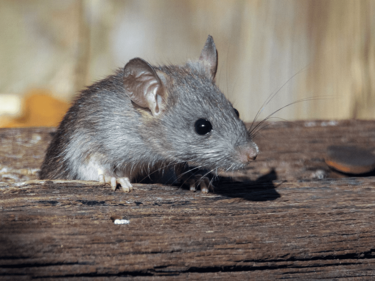 Simple but effective mouse/rat bait stat