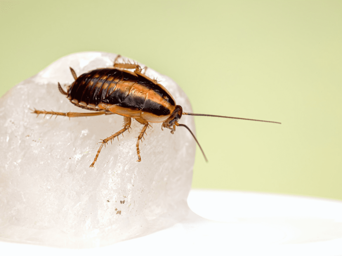 List of 19 Best Ways to Kill Cockroaches Easily at Home
