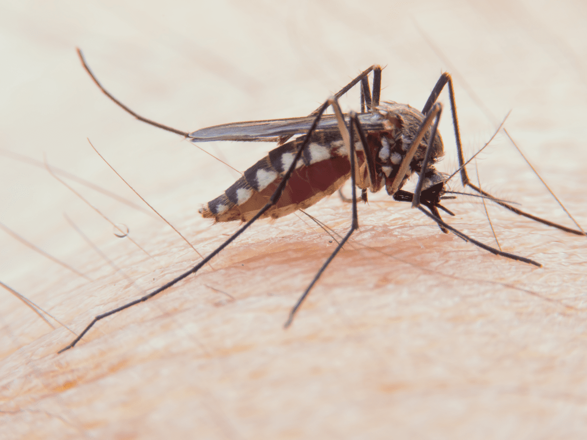 3 Genius, Foolproof Fly Traps to Make at Home - Dengarden