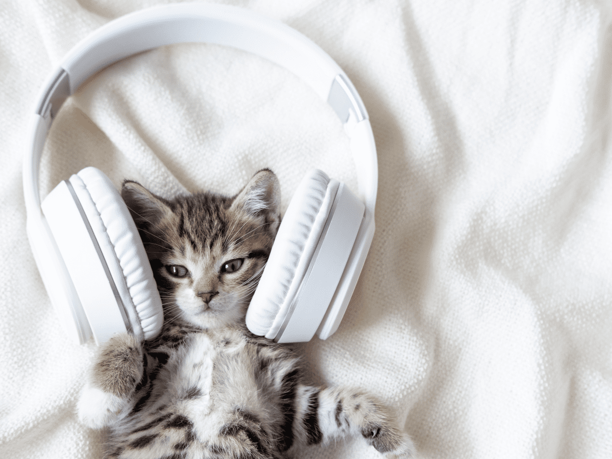 Rose Wild - Kitty Cat: lyrics and songs
