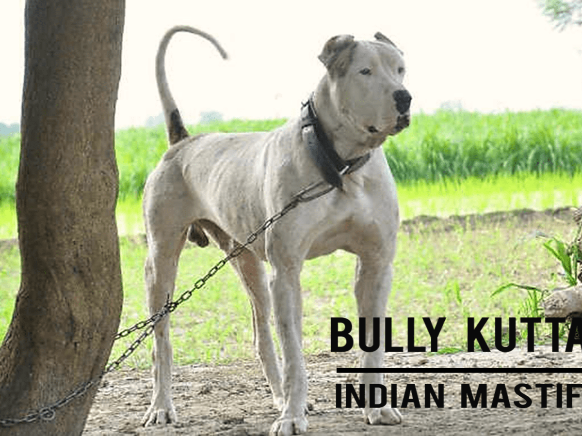 Bully Kutta (Indian Mastiff) Dog Breed Information, Facts ...