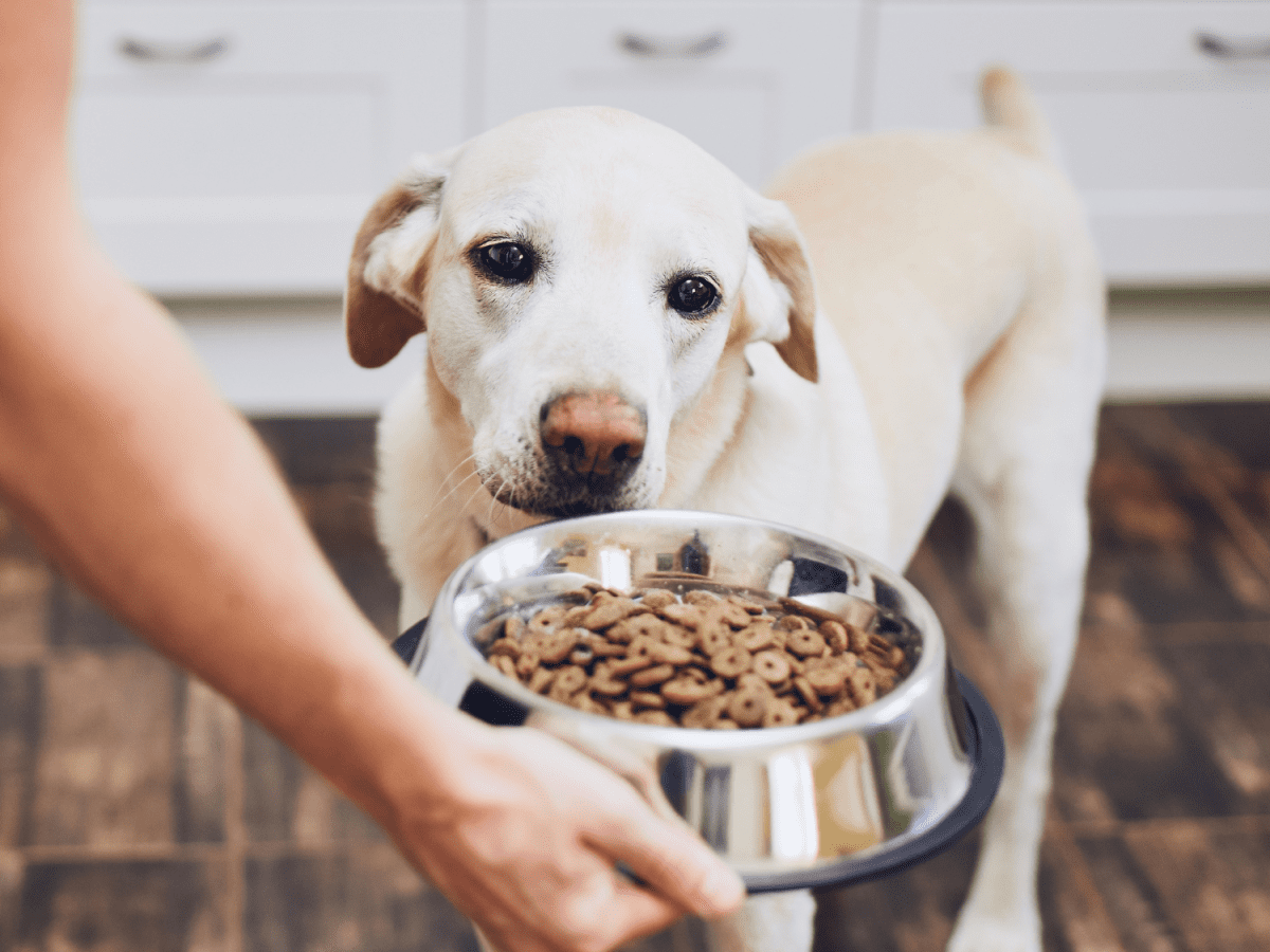 can small dogs eat big kibble