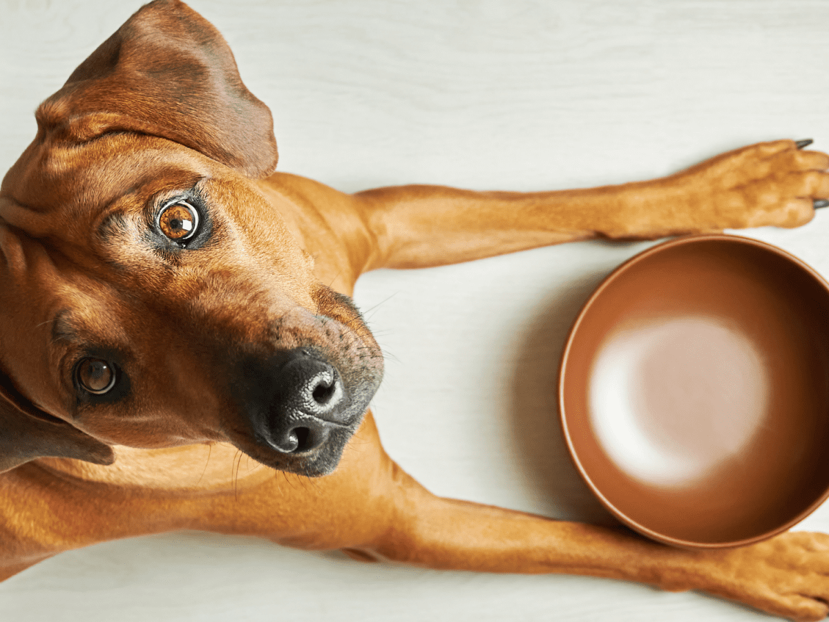 10 Best Soft Diet For Dogs Helpful Tips After Surgery For Dogs