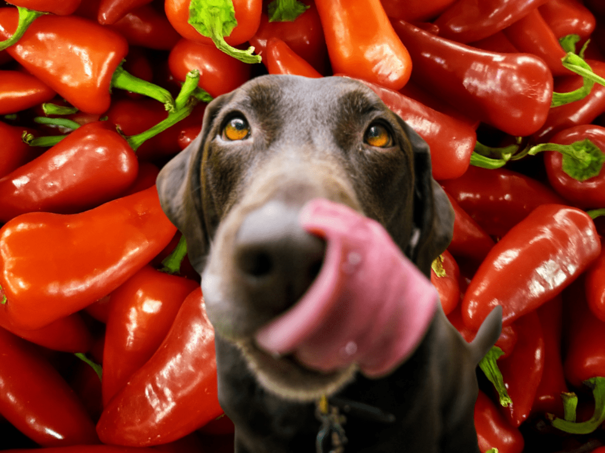 are bell peppers good for dogs to eat