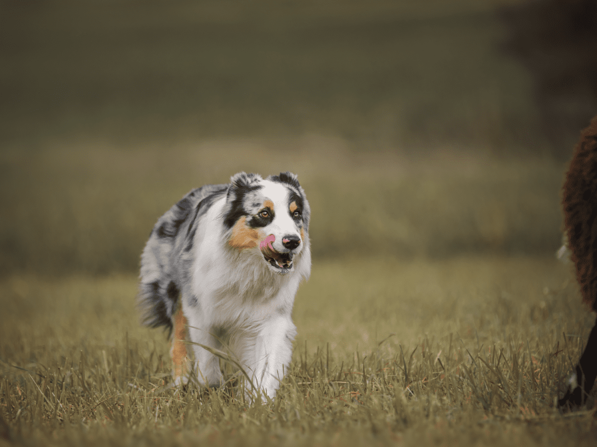 How Do I Stop My Dog From Herding Me?