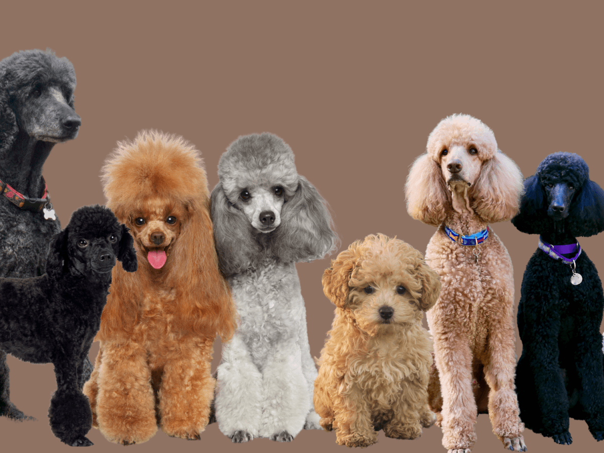 Types Of Poodles: Breed Information, Pictures & Characteristics - Pethelpful
