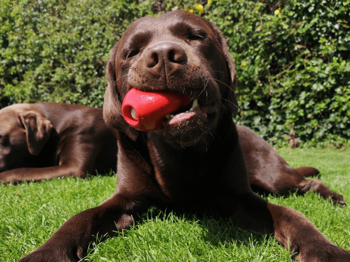 10 Easy Brain Games to Play with your Dog - Mental Stimulation for Dogs 